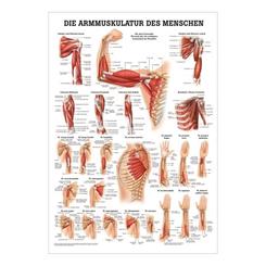 Plakat med Arm muskulatur