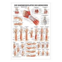 Plakat med Hånd muskulatur