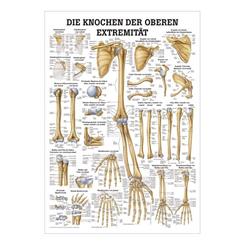 Skelet plakat af overarme