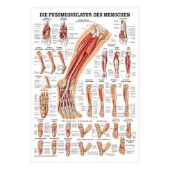 Plakat med Fod muskulatur