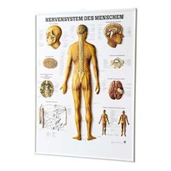 3D plakat af nervesystemet