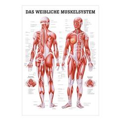 Plakat af kvindelig muskelsystem