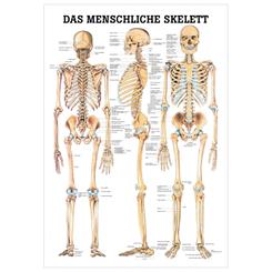 Plakat Menneskelig Skelet