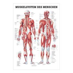 Plakat af Muskelsystem