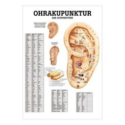 Plakat med ørets akupunkturpunkter