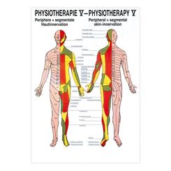 Plakat som viser Kutan innervation